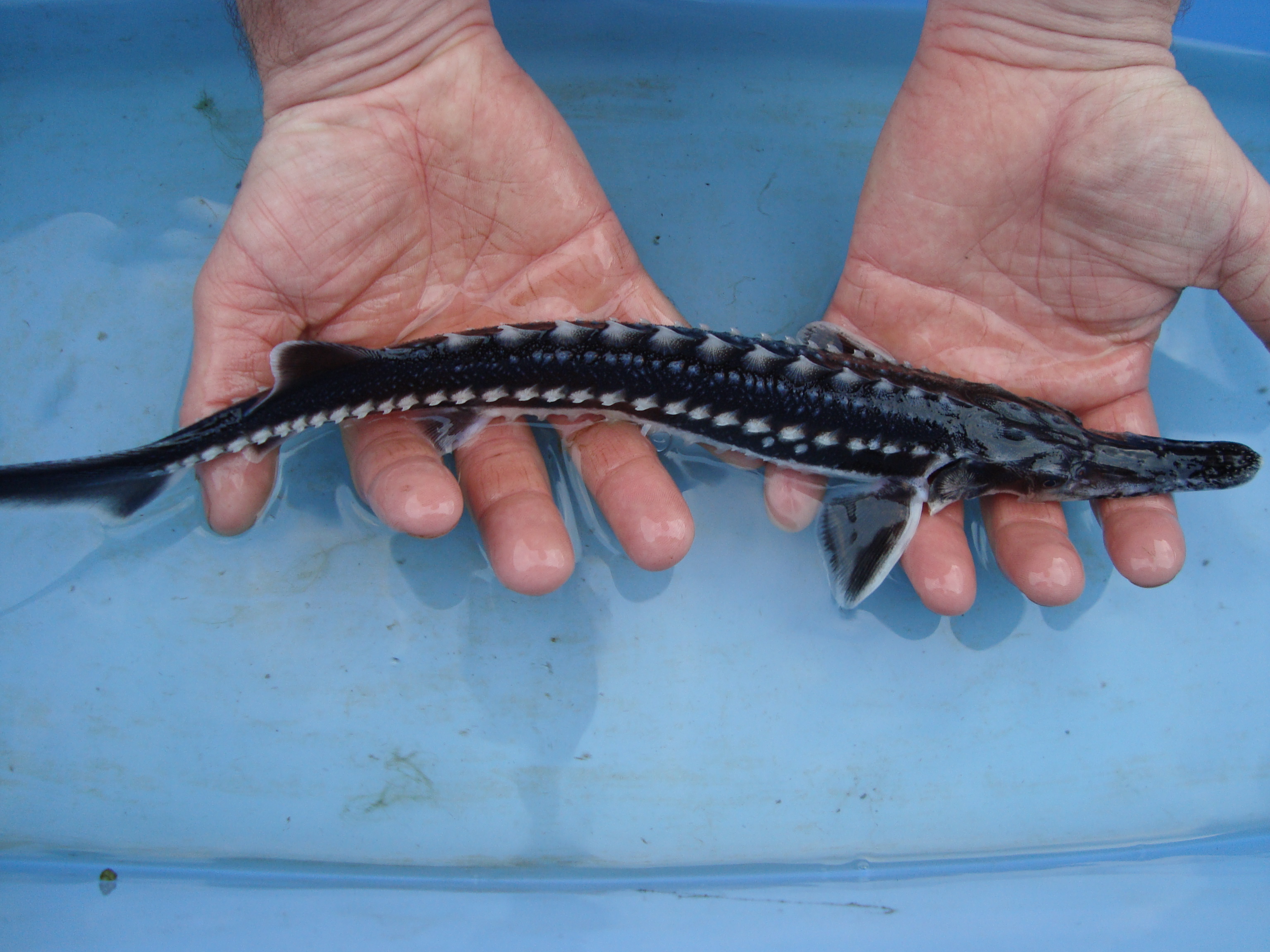 Jeseter hviezdnatý Acip. Stellatus 25cm/9€/ks