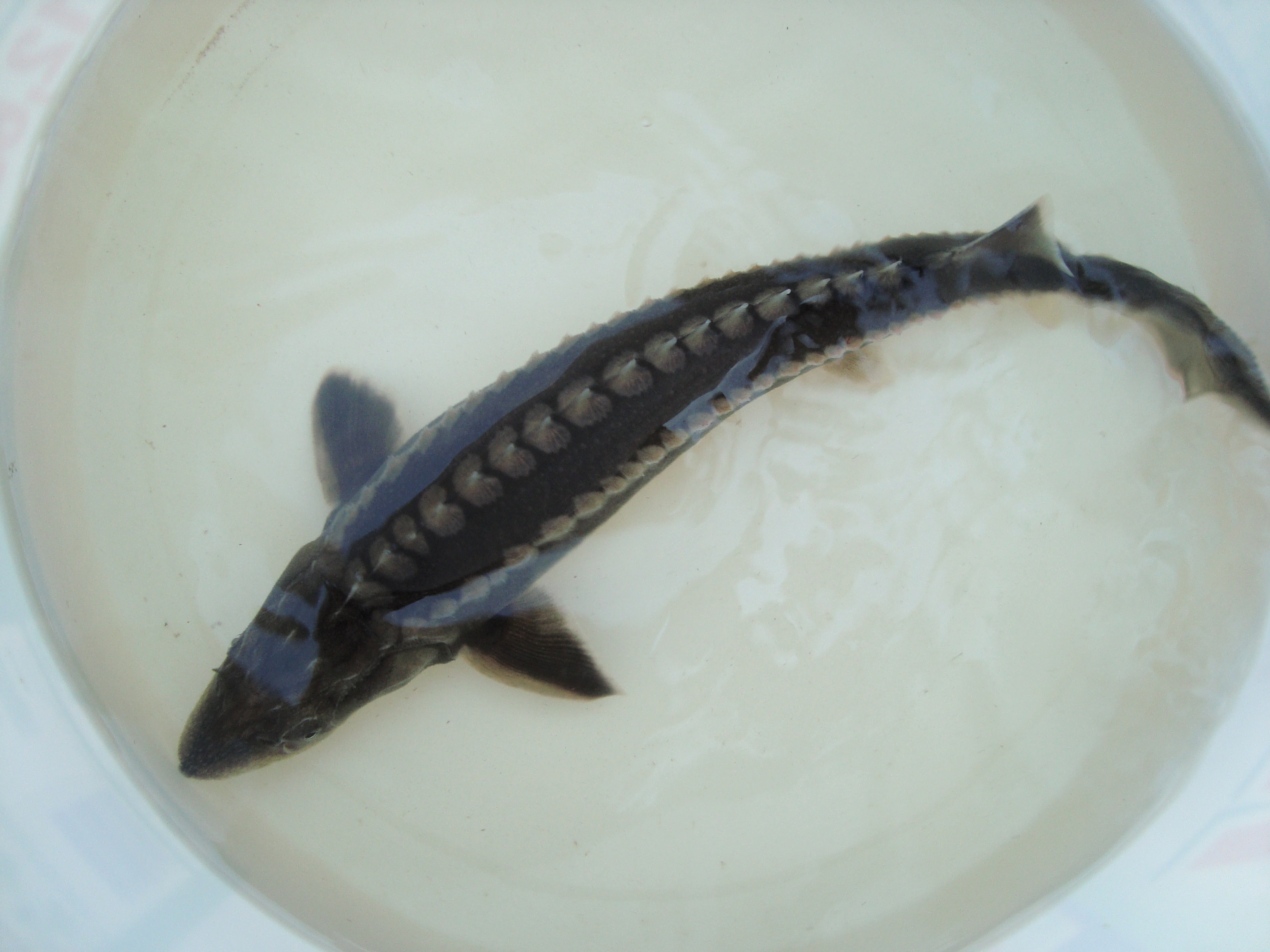 Jeseter ruský 12-15cm cena 2,5-eur Acip. gueldenstaedti 