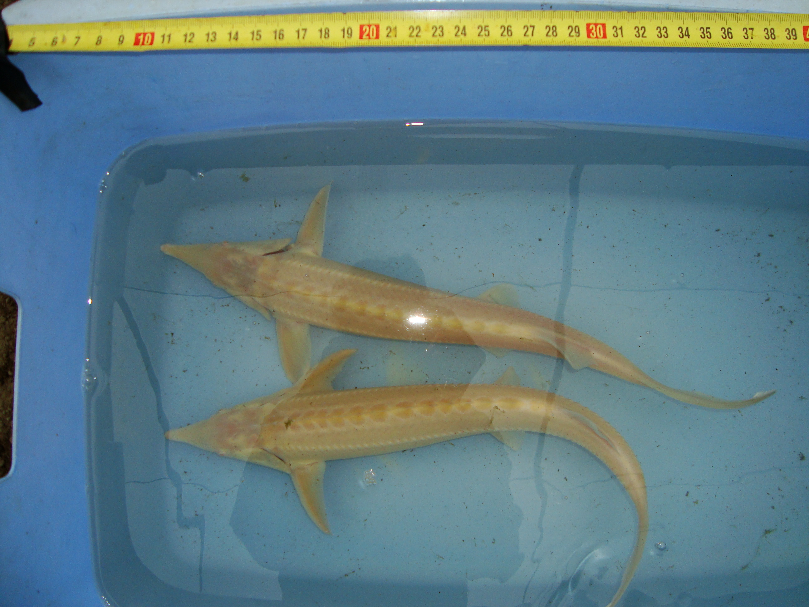 Jeseter malý Albín A. ruthenus 46-50cm za 30.00€ s DPH