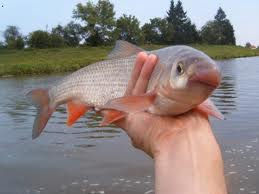 Ryby na riasy Podustva-Ostroretka18-20cm za 3,5- eur