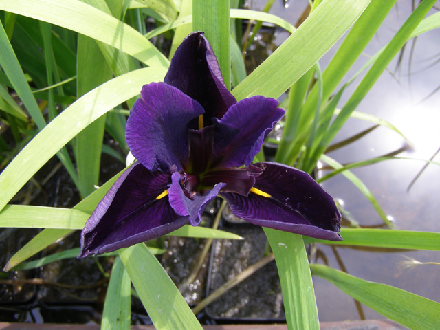 Kosatec tmavo - fialový " Iris "